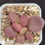 Adromischus Eve