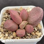 Adromischus Eve - Image 2