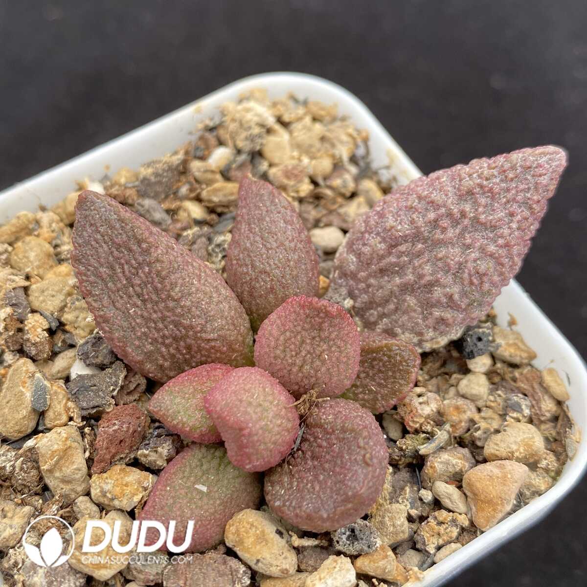 1751014442-e201.jpg Adromischus Sakya - Image 1