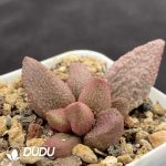 Adromischus Sakya - Image 2