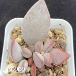Adromischus Luoshen