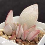 Adromischus Luoshen - Image 2