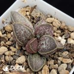 Adromischus Fat Tiger
