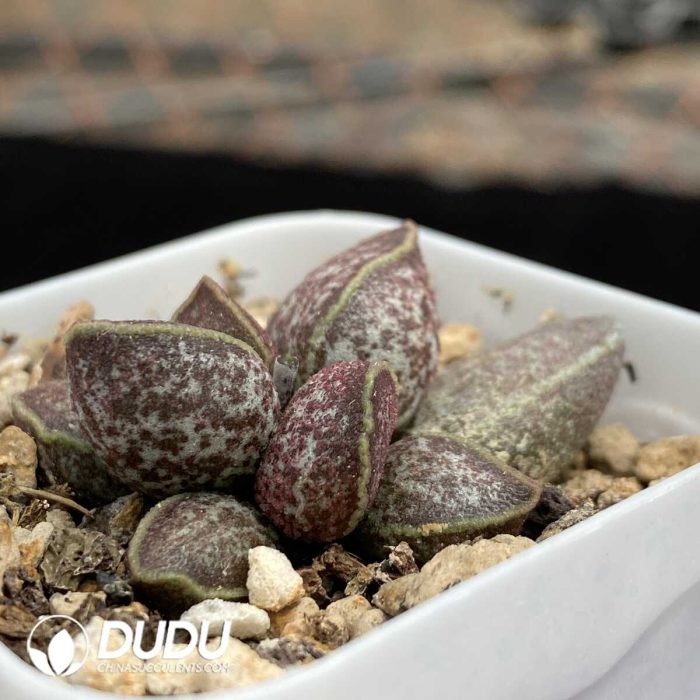 Adromischus Fat Tiger - Image 2