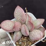 Adromischus Lingyu