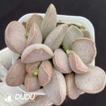 Adromischus Frosted Egg