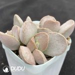 Adromischus Frosted Egg - Image 2
