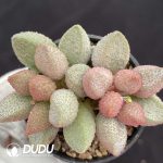 Adromischus Ice Peach