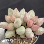 Adromischus Ice Peach - Image 2