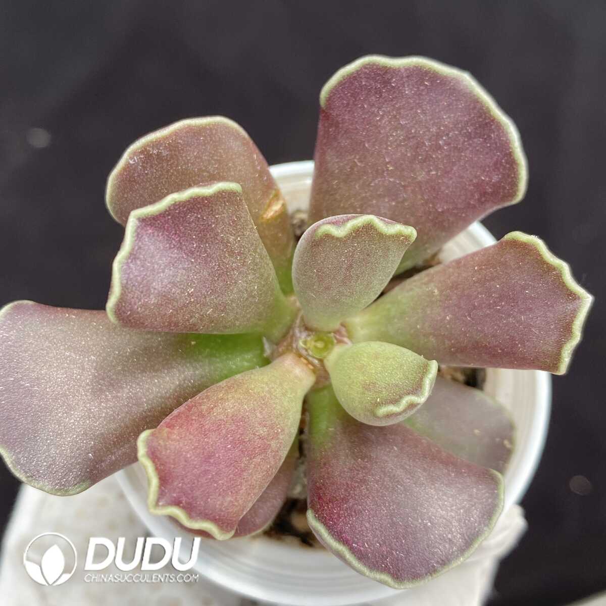 1751015349-e201.jpg Adromischus Purple Skin Cooperi - Image 1