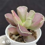 Adromischus Purple Skin Cooperi - Image 2