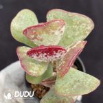 Adromischus Triflorus 'Calico Hearts'