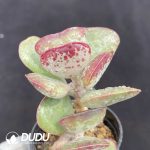 Adromischus Triflorus 'Calico Hearts' - Image 2