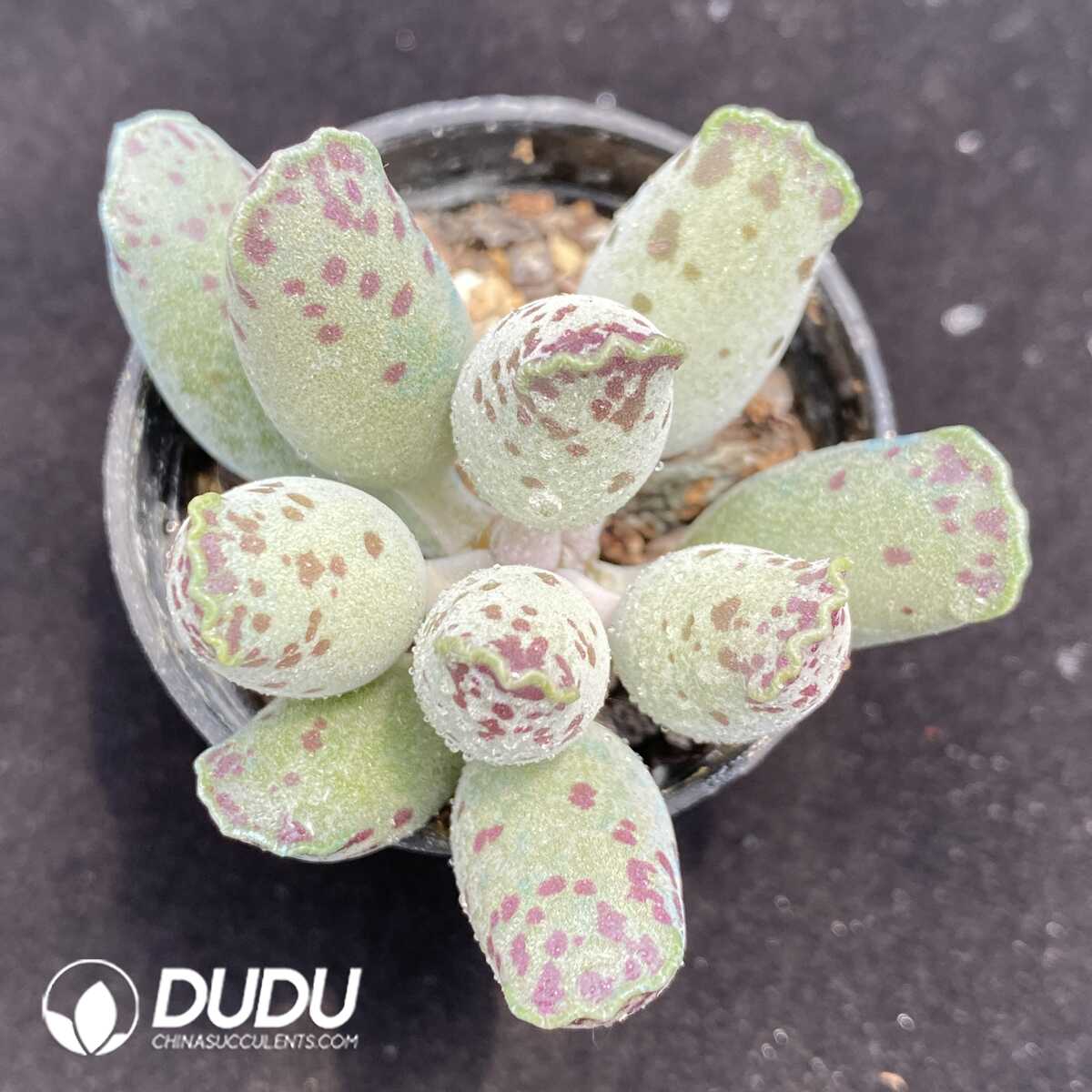 1751015360-e201.jpg Adromischus Cooperi V. Festivus - Image 1