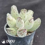 Adromischus Cooperi V. Festivus - Image 2