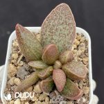 Adromischus Qinglong
