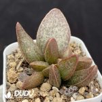Adromischus Qinglong - Image 2