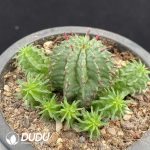 Euphorbia Horrida Clustering