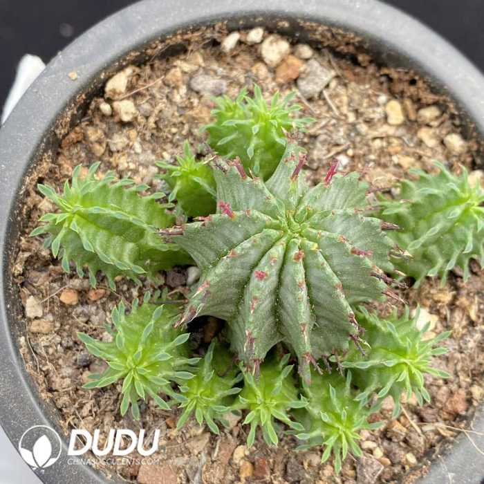 Euphorbia Horrida Clustering - Image 2