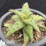 Aloe Castilloniae - Image 2