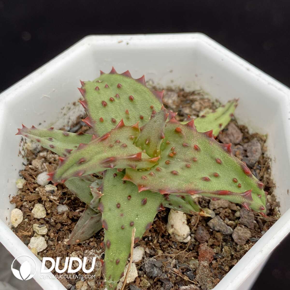 1751015385-e201.jpg Aloe Castilloniae - Image 1