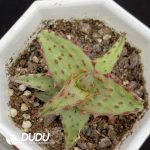 Aloe Castilloniae - Image 2