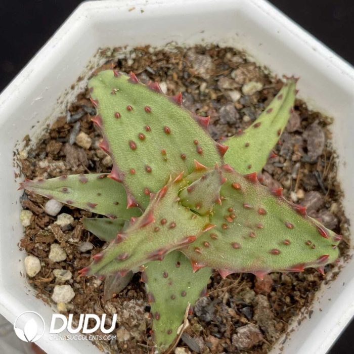 Aloe Castilloniae - Image 2