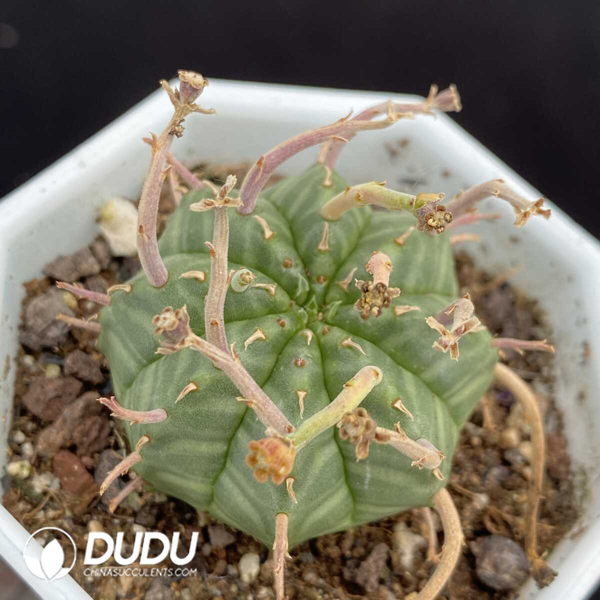 1751015392-e201.jpg Euphorbia Valida - Image 1