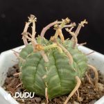 Euphorbia Valida - Image 2