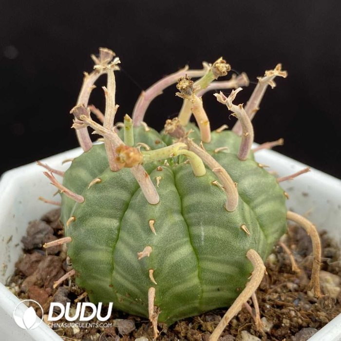 Euphorbia Valida - Image 2