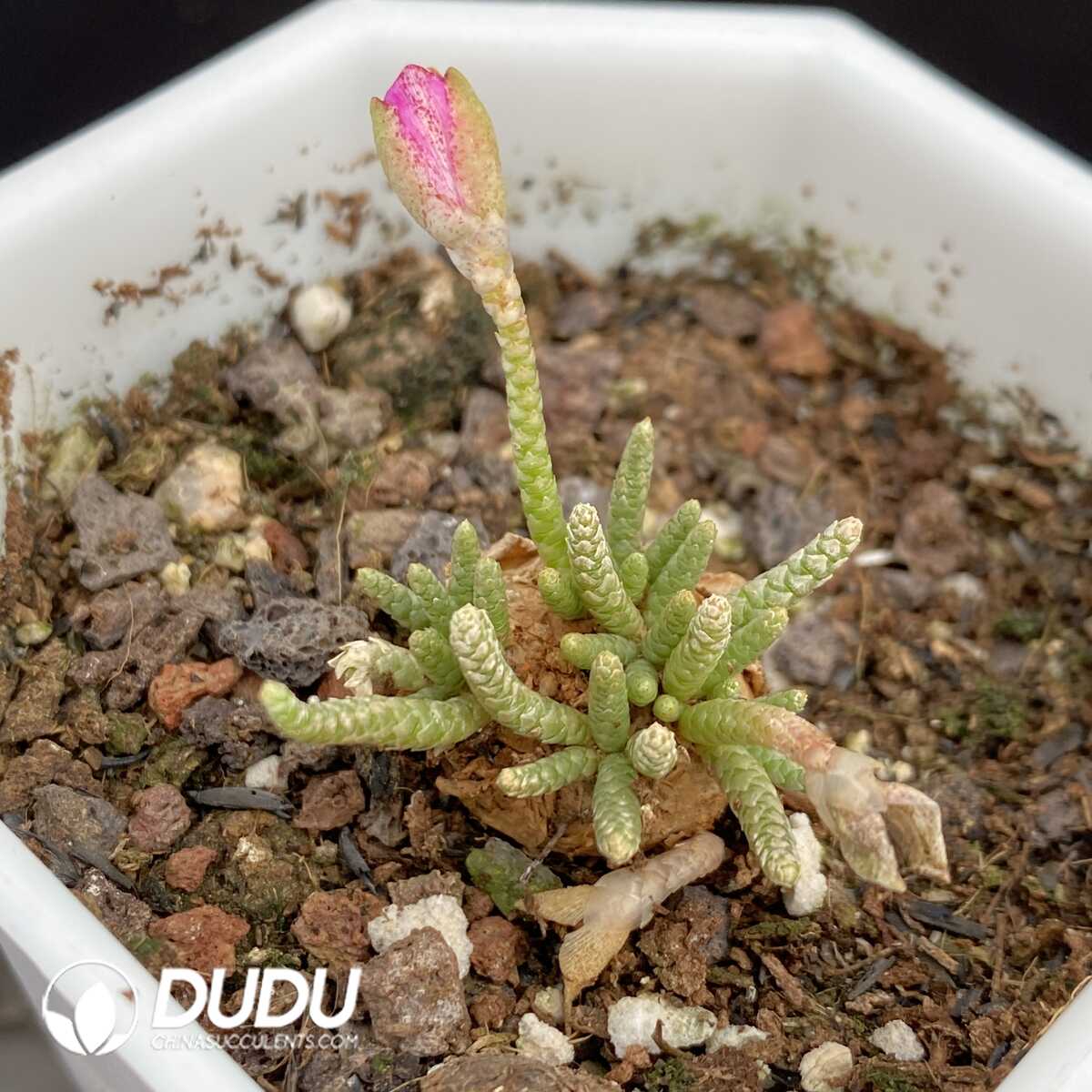 1751015398-e201.jpg Anacampseros Alstonii Sch?nland - Image 1