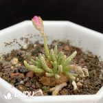 Anacampseros Alstonii Sch?nland - Image 2