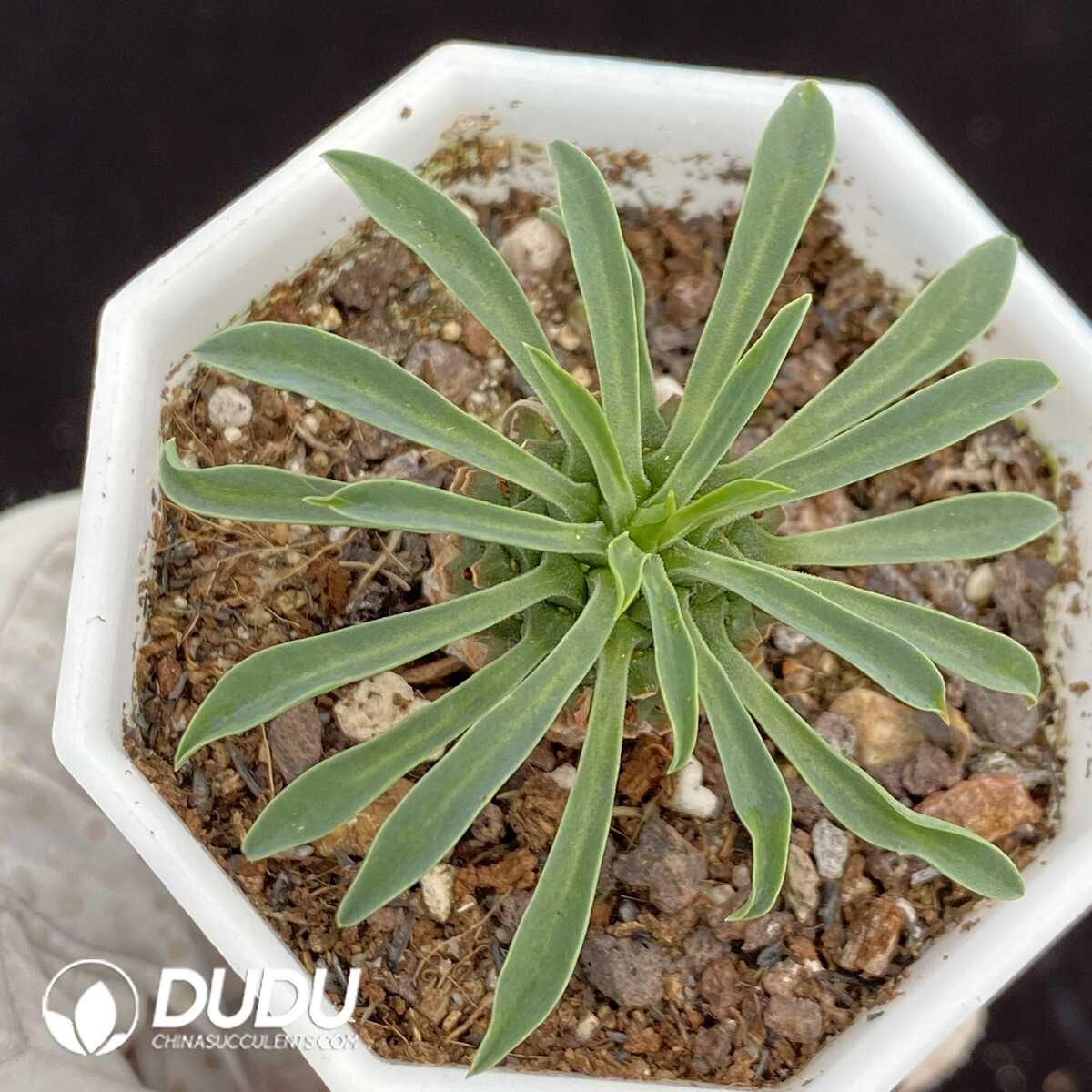 1751015404-e201.jpg Euphorbia Bupleurifolia - Image 1