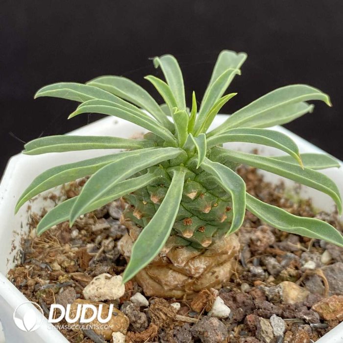 Euphorbia Bupleurifolia - Image 2