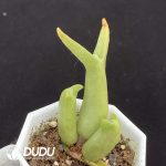 Mitrophyllum Mitratum