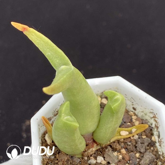 Mitrophyllum Mitratum - Image 2