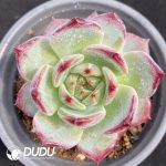 Echeveria Anbin