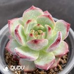Echeveria Anbin - Image 2
