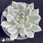 Echeveria Crystal Lover