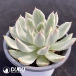 Echeveria Crystal Lover - Image 2