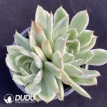 Echeveria Crystal Lover Double Head