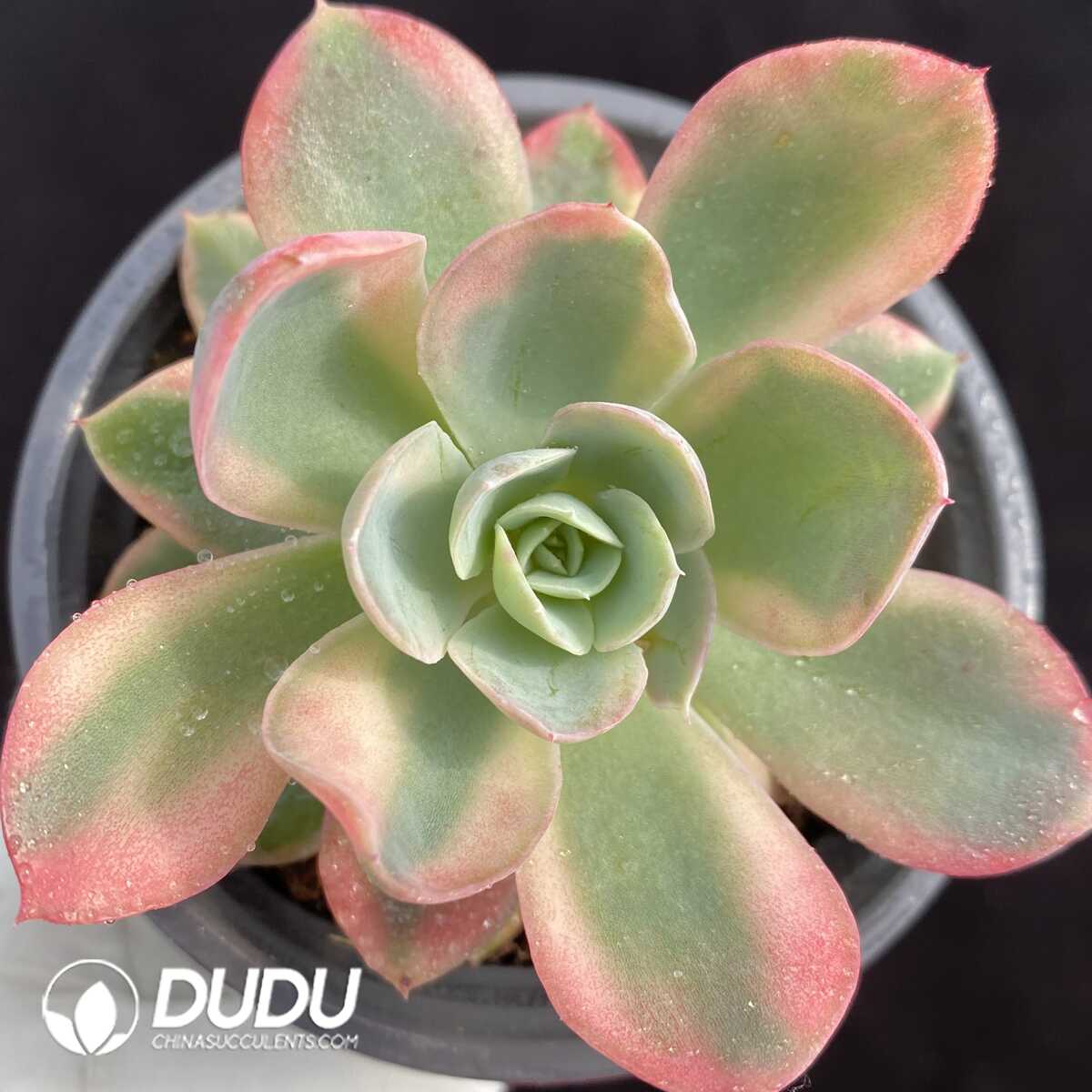 1751015441-e201.jpg Echeveria Bella - Image 1