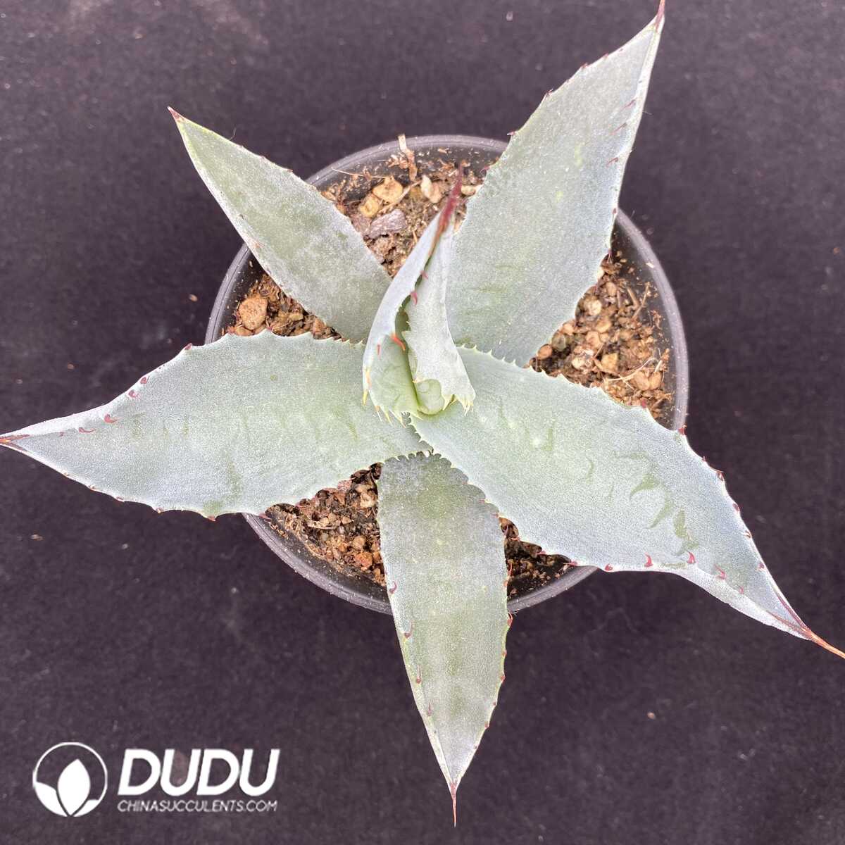 1751015451-e201.jpg Agave sp. Azul Monterrey - Image 1