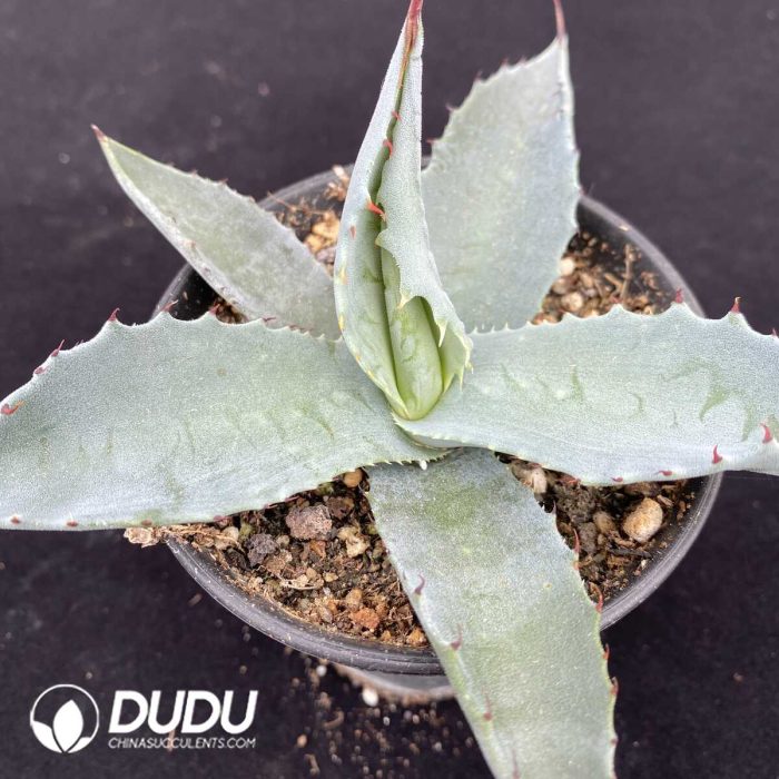 Agave sp. Azul Monterrey - Image 2