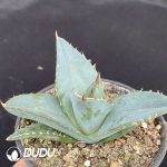 Agave Parryi var. Huachucensis - Image 2