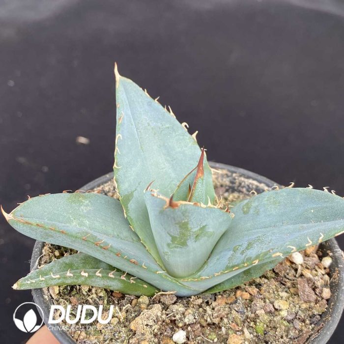 Agave Parryi var. Huachucensis - Image 2