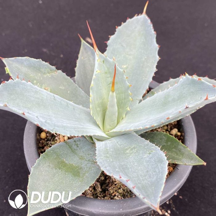 Agave Potatorum Kisshoukan - Image 2