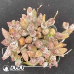 Adromischus Marianiae Old Stem