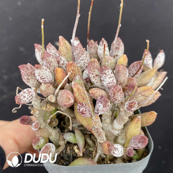 Adromischus Marianiae Old Stem - Image 2