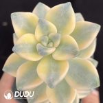 Pachyphytum Bernalense Variegated